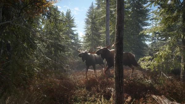 Two moose walking through a dense forest in sunlight in a screenshot from the game 'The Hunter Call of the Wild'.