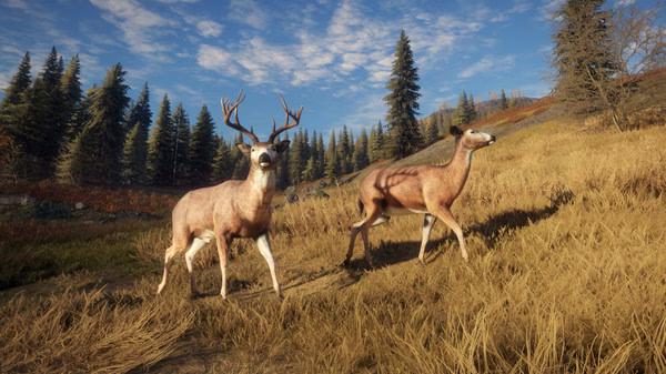 Screenshot from The Hunter Call of the Wild showing two deer in a sunlit grassy field with trees in the background.