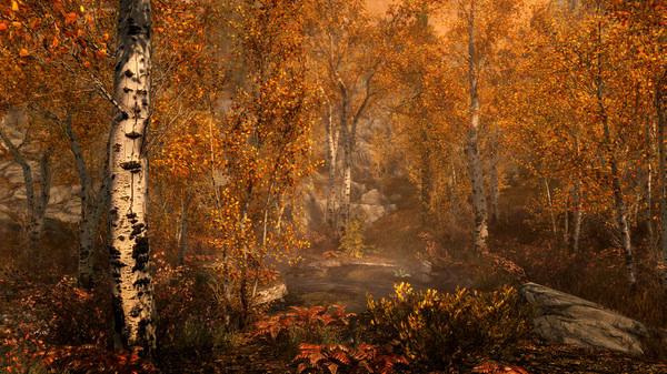 Screenshot from The Elder Scrolls V: Skyrim Special Edition showing a serene autumn forest with birch trees and orange foliage.