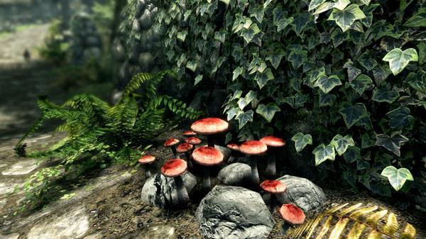 Screenshot from The Elder Scrolls V: Skyrim Special Edition showing red mushrooms growing among rocks, ivy, and ferns in a lush outdoor area.
