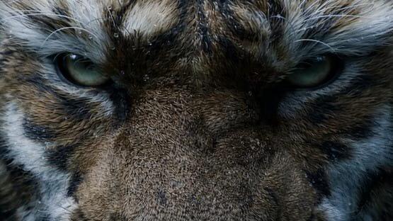 Close-up screenshot from Black Myth: Zhong Kui showing a tiger's intense gaze, with detailed fur texture and piercing eyes.