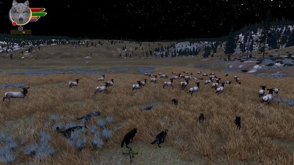 A WolfQuest: Anniversary Edition screenshot showing wolves approaching a herd of elk in a grassy field under a starry night sky.
